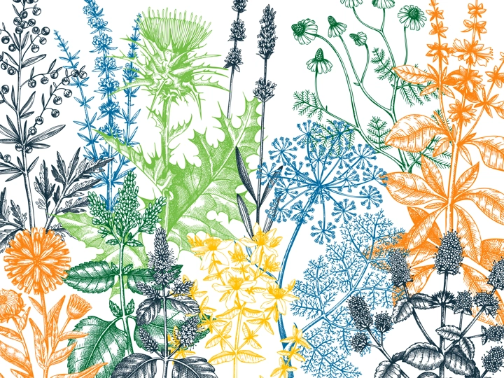 Sketched herbs, flowers, weeds, meadows background. Medicinal plants vintage illustration for cosmetics, perfumery, medicine, packaging. Herbal tea ingredients banner. Medicinal herbs sketch design.
